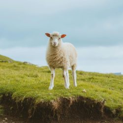 SON DAKİKA | Kurban kesim bedeli belli oldu!