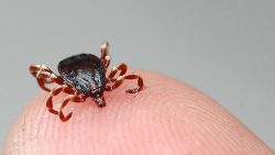 Türkiye’nin 30 ilinde kene riski: Bayramda dikkat!