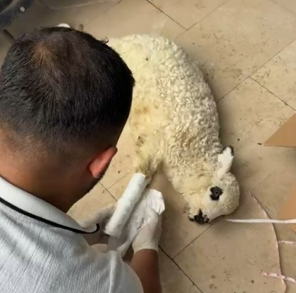 Sağlık Personelinden Yaralı Kuzuya Tıbbi  Müdahale